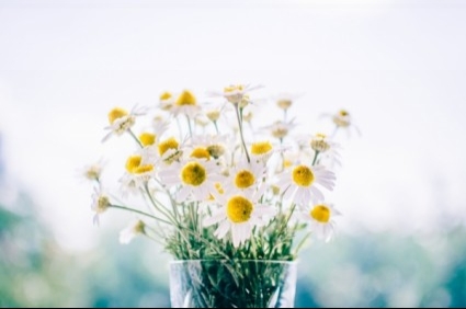Free image of