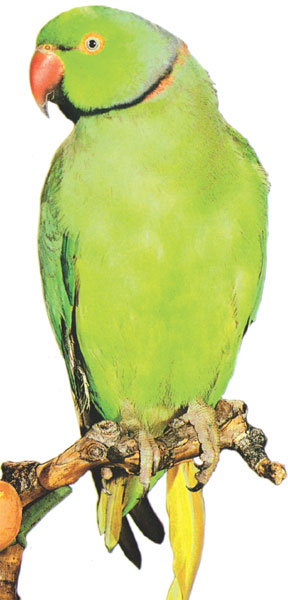 Illustration