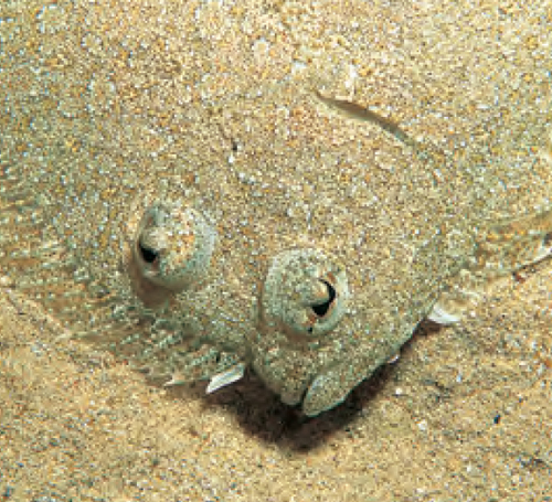 Illustration