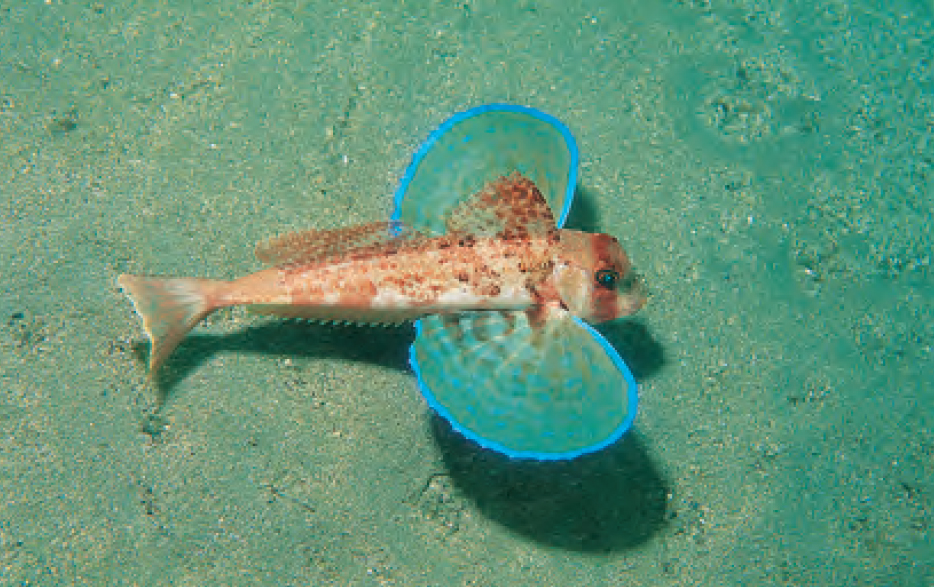 Illustration