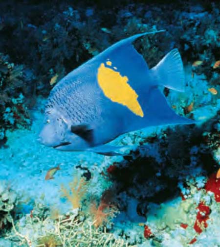 Illustration