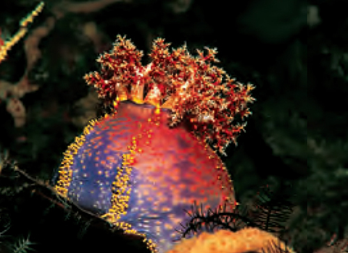 Illustration