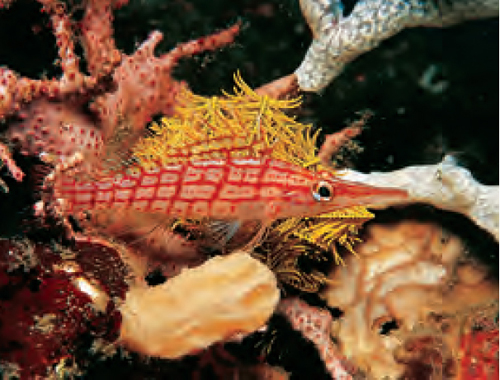 Illustration