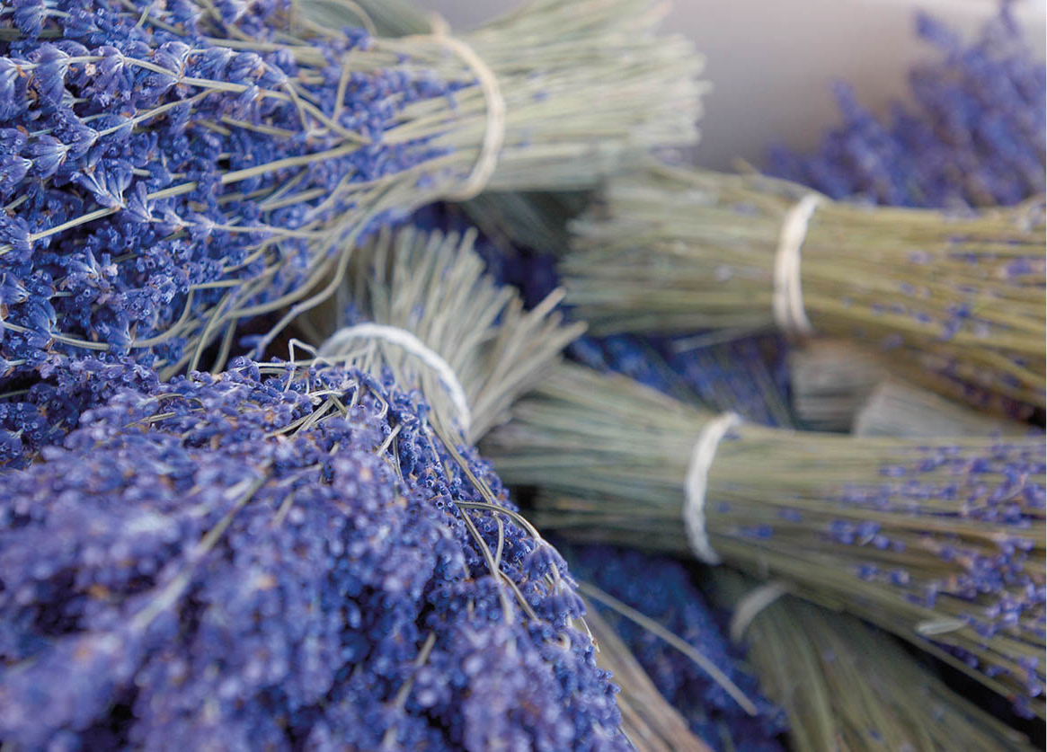 lavender_bunches_saleya_market_nice_DSC7240_NiceAndTheFrenchRiviera_EC