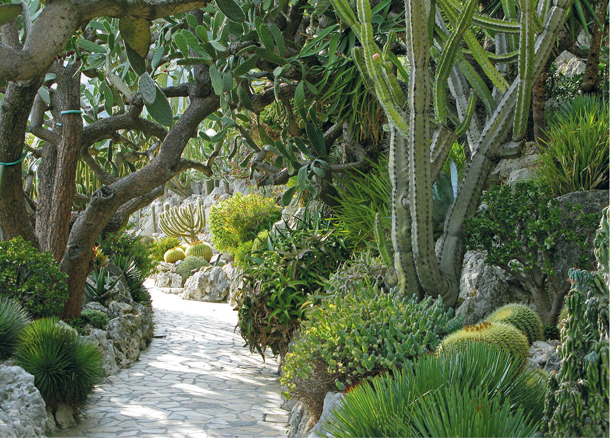 cactus_33_NiceAndTheFrenchRiviera_EC