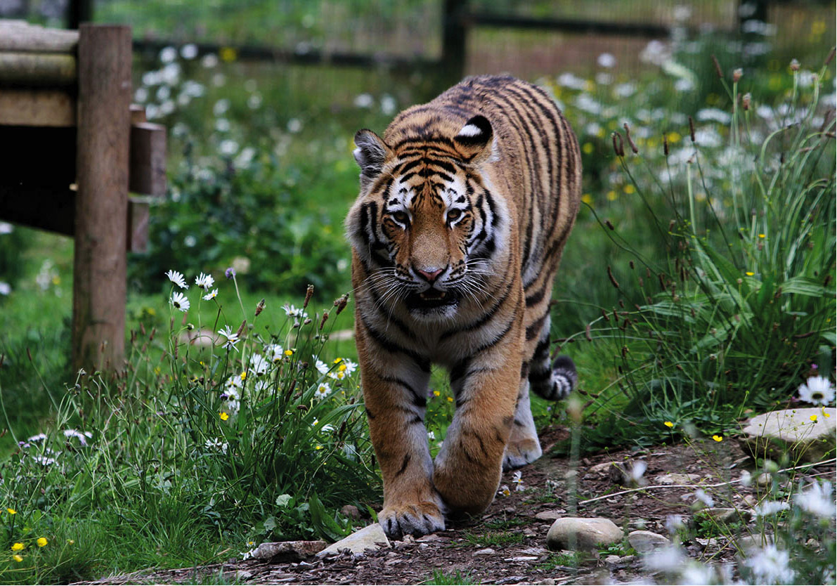 INSIGHT_GUIDES_HIGHLAND_WILDLIFE_PARK_SIBERIAN_TIGER1_Scotland_EC