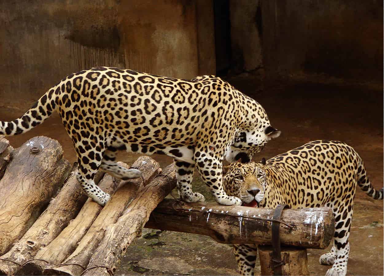 3249572657_34c4f197b2_o_SriLanka_EC