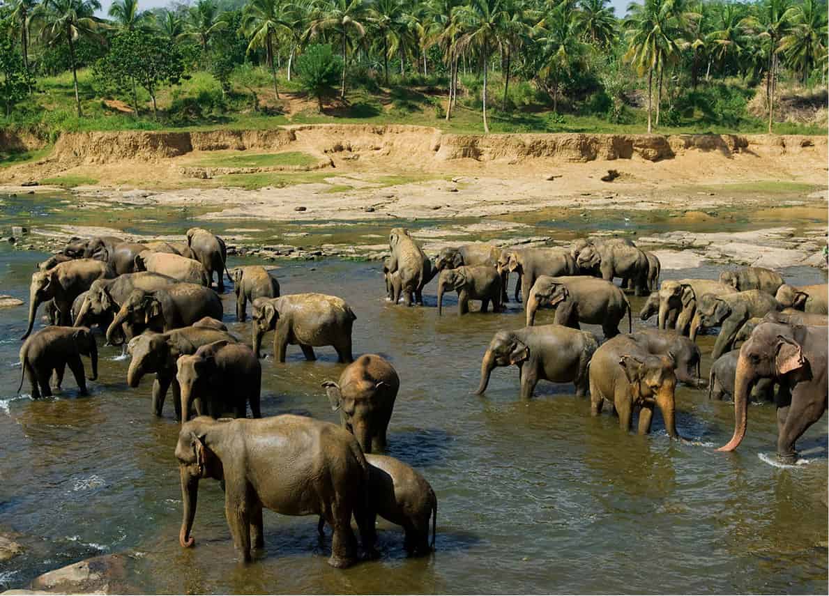 Pinnawela_-6476_SriLanka_EC