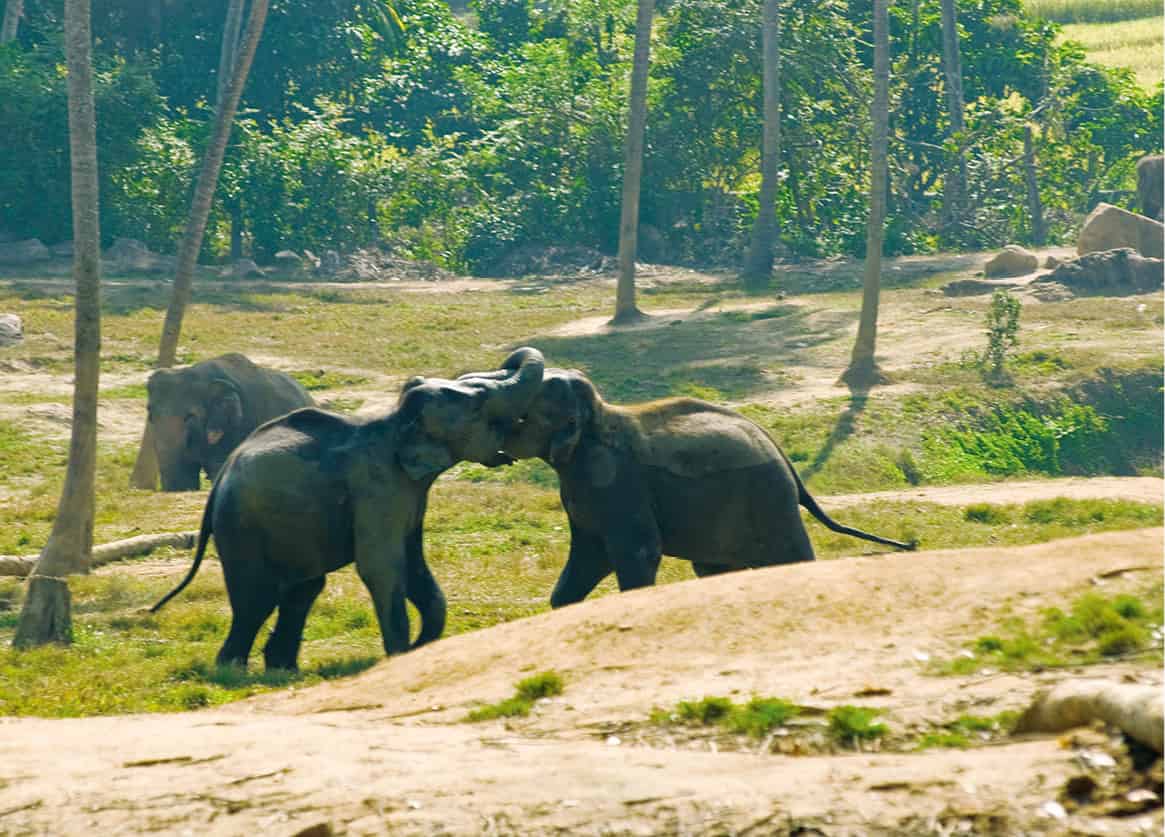 Pinnawela_-6352_SriLanka_EC