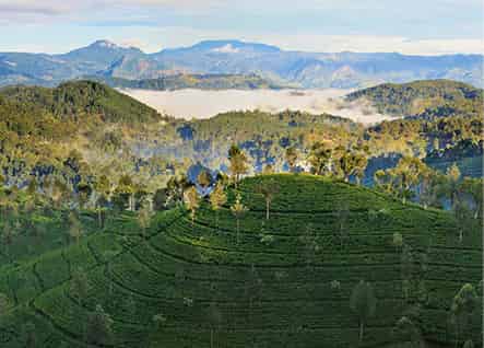 dreamstime_l_29911408_SriLanka_EC